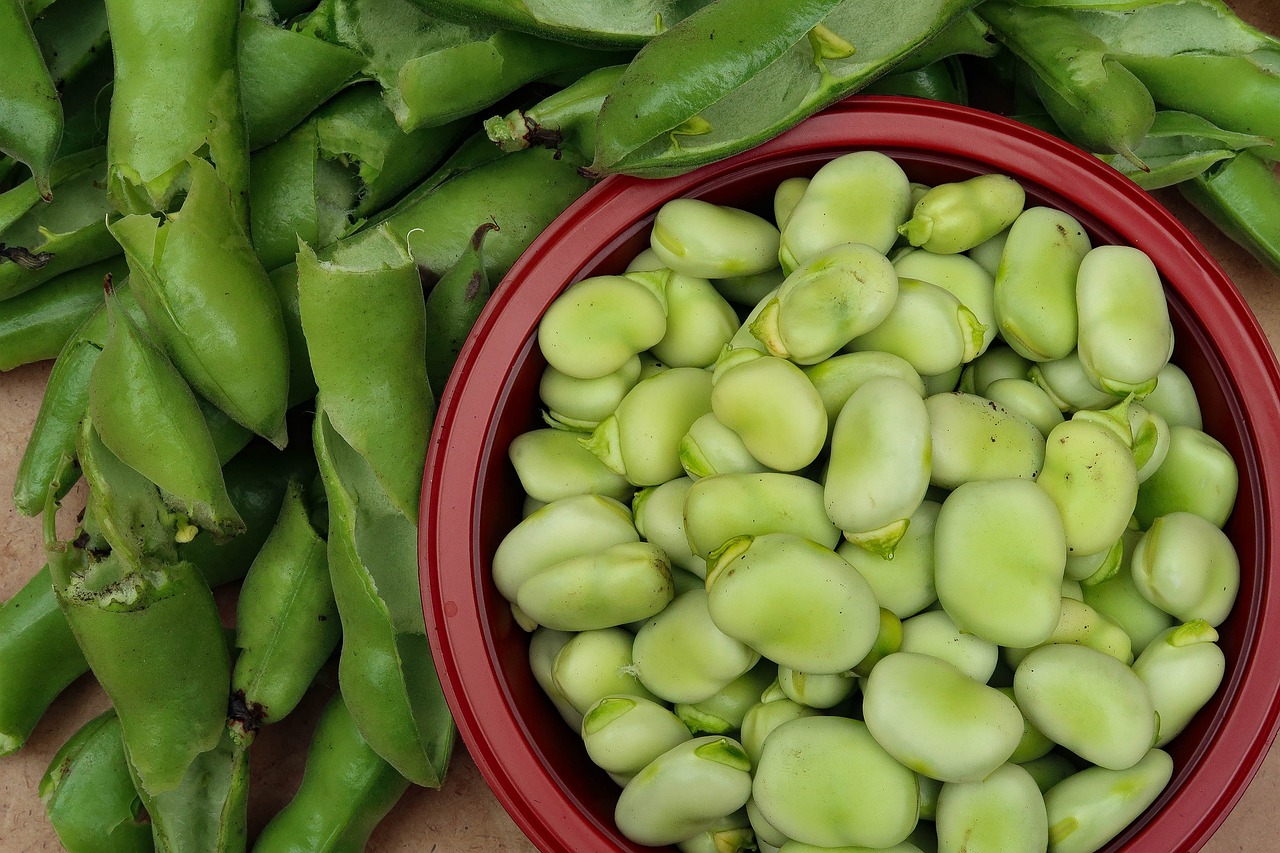 broad beans g4d089051b 1280