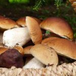 funghi 1