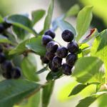 aronia