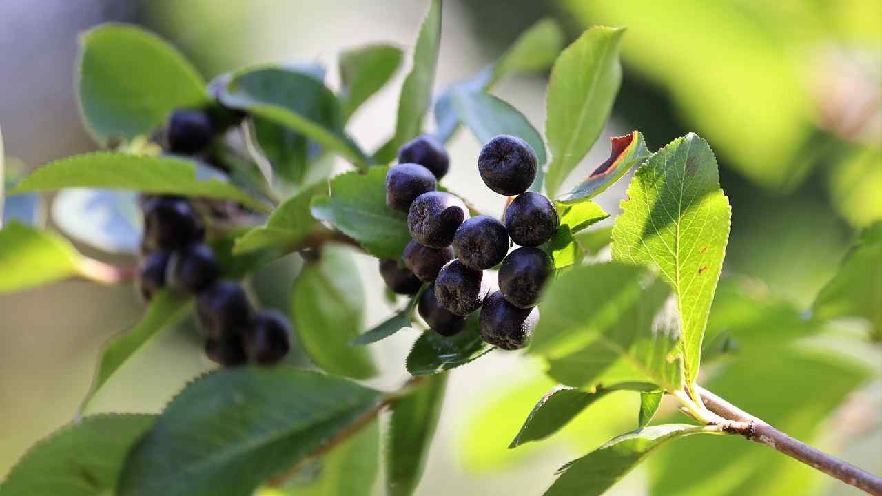 aronia