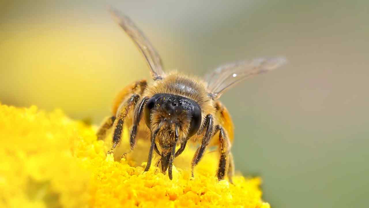 polline d api