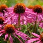 echinacea