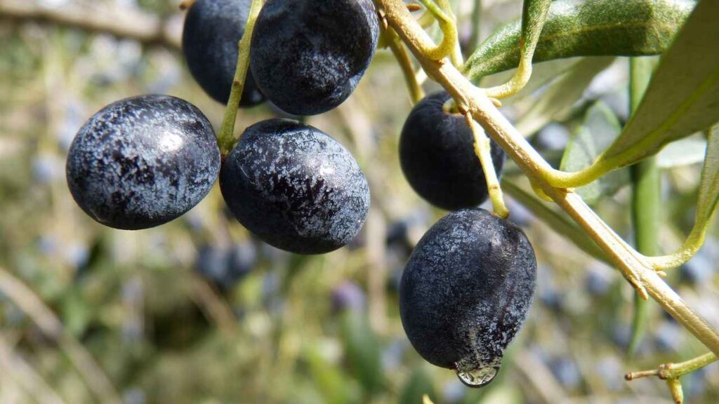 come togliere l amaro dalle olive appena raccolte makamuki0