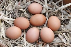 1283293 eggs e1357232927953