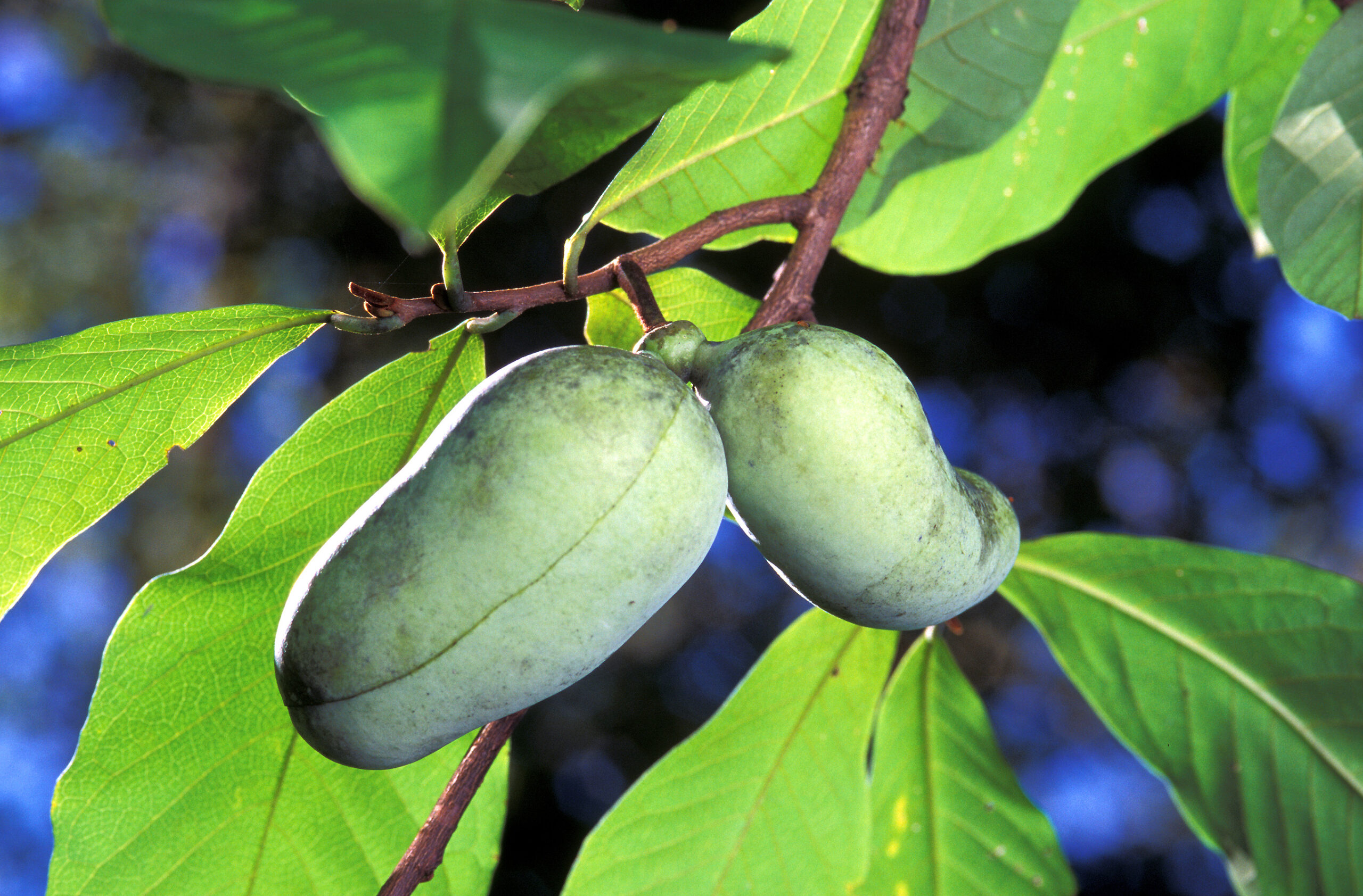 Asimina triloba frutto: proprietà e benefici del paw paw