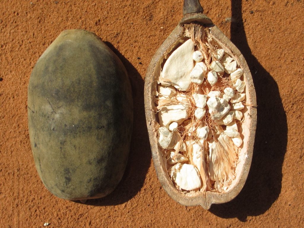Baobab frutto