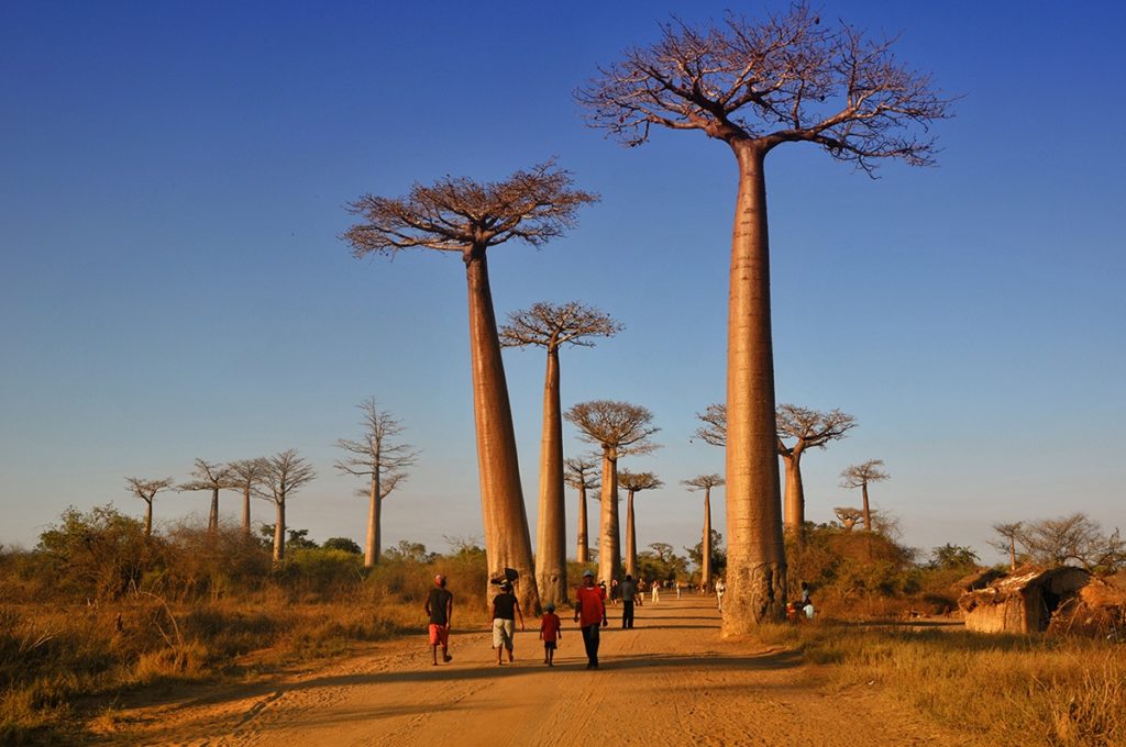 Baobab immagini