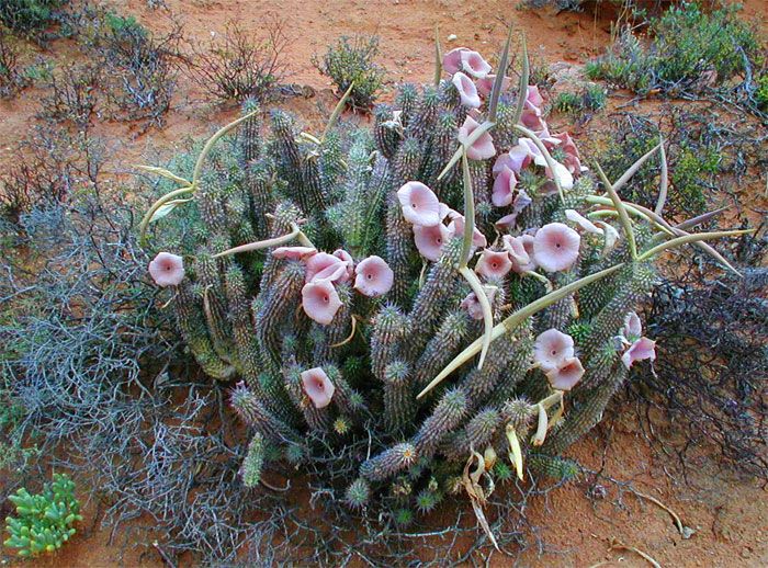 Hoodia gordonii L