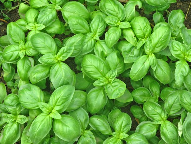 basilico
