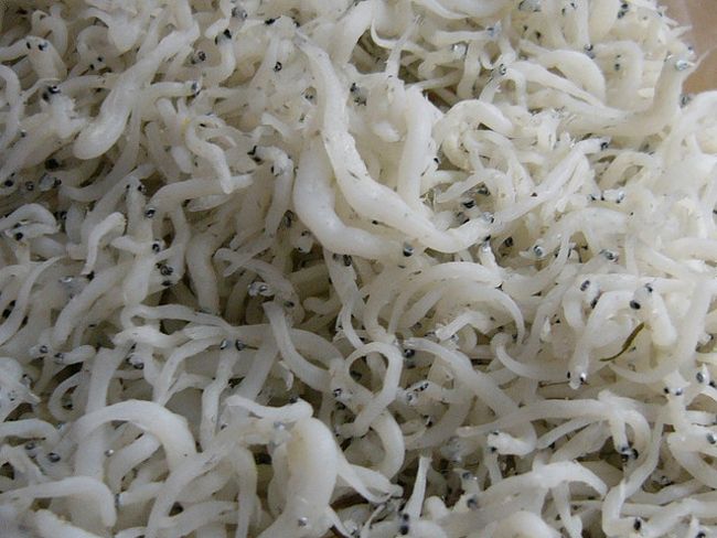 bianchetti