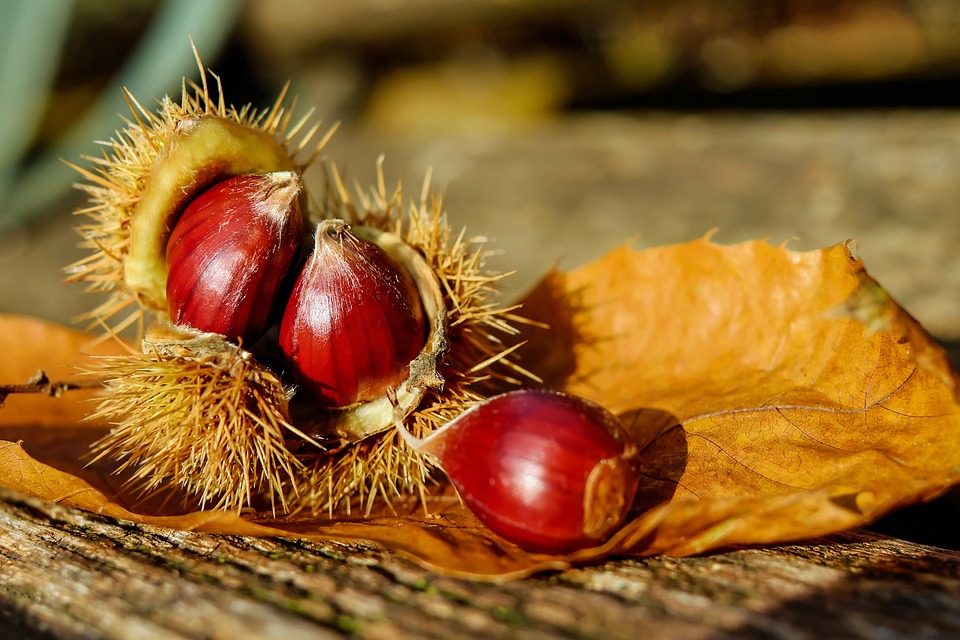 castagne 1