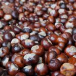 castagne