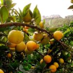 chinotto pianta