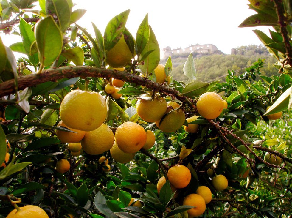 chinotto pianta