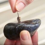 come pulire le cozze