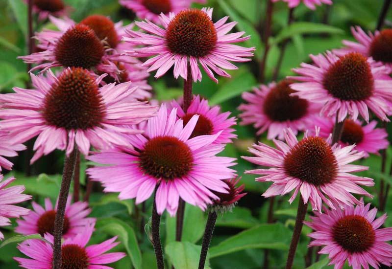 echinacea purpurea profusion