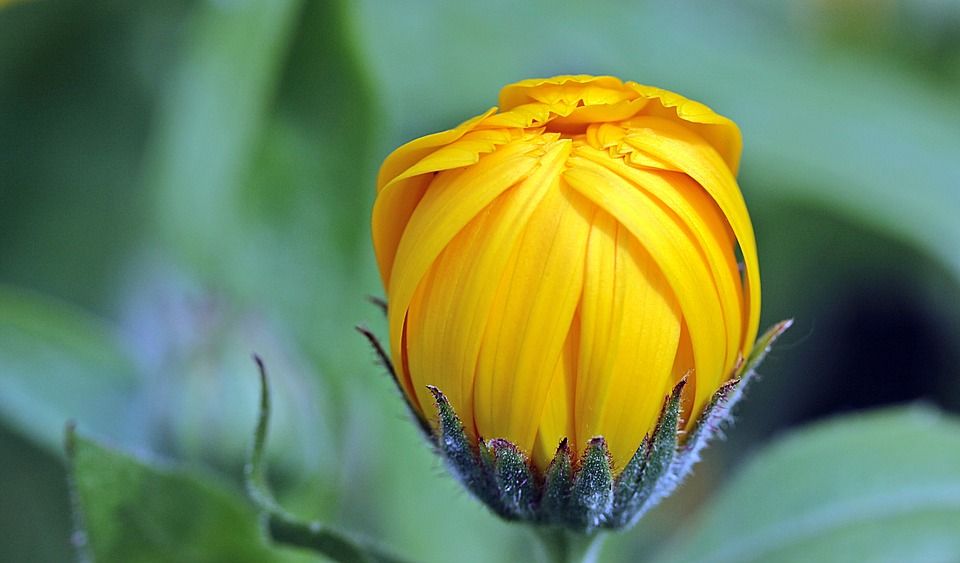 fiori che si possono mangiare