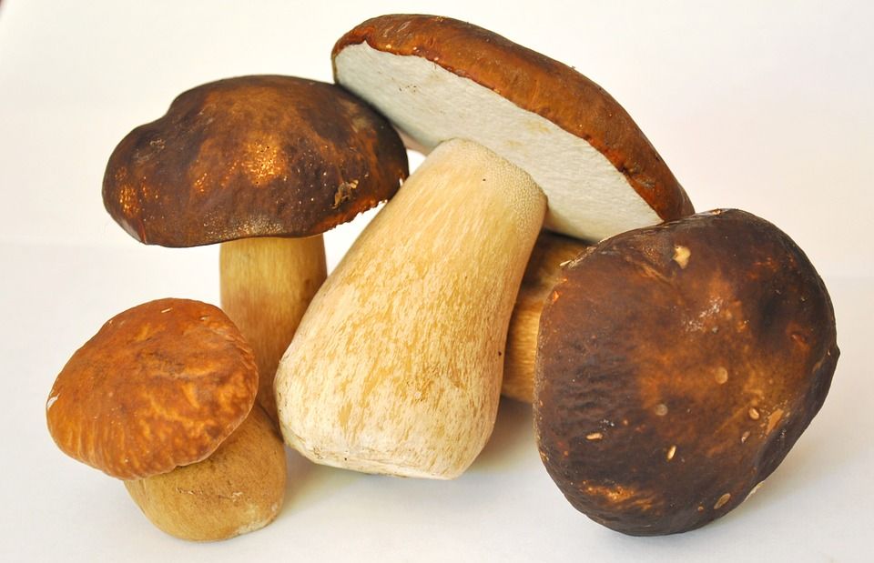 funghi porcini