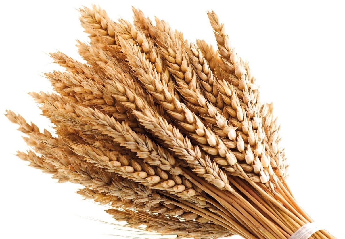 proprietà del grano