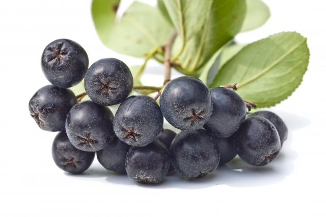 health benefits of aronia berries1