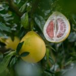 honey pomelo