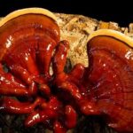 images Foto Articoli medicina alternativa reishi fungo