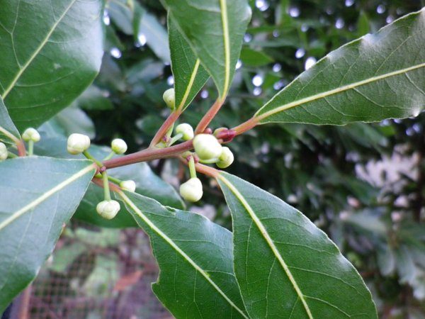 laurus nobilis 8