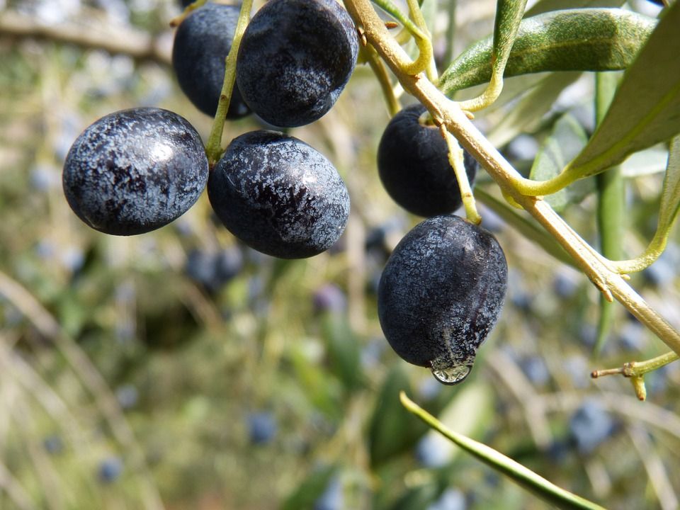 olive-2
