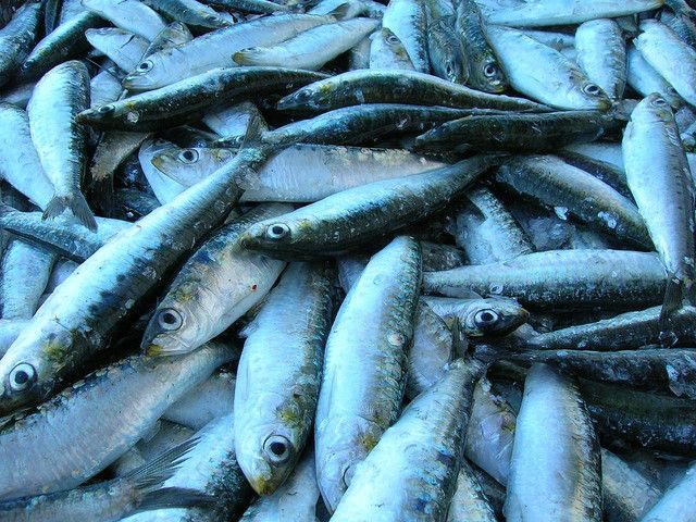 pesce azzurro rischio