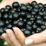 ribes nero