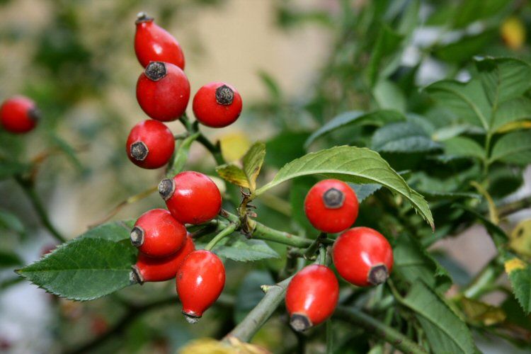 rosa canina