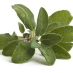 salvia