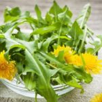 superdifese con l insalata di tarassaco