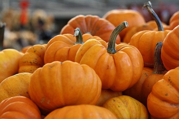 zucca1