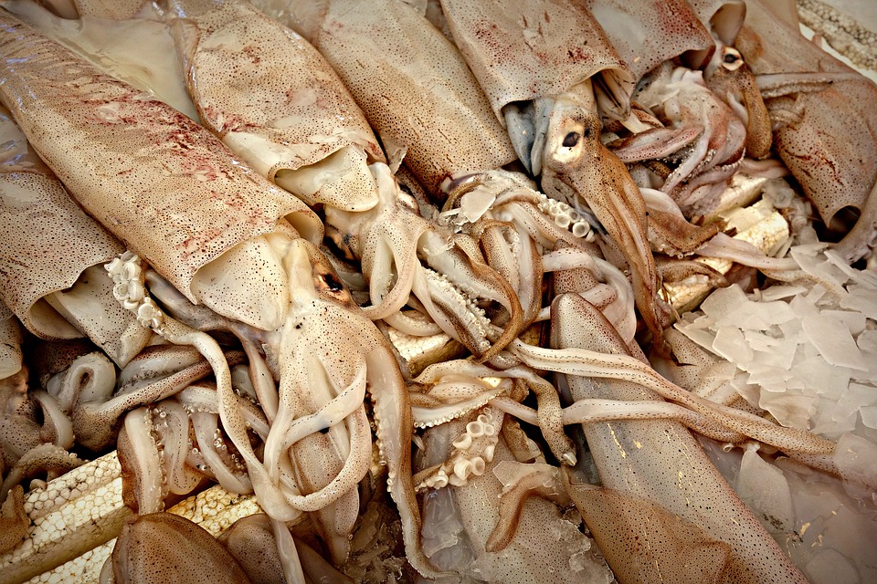 Differenza tra calamaro e totano: come riconoscerli e usarli in cucina