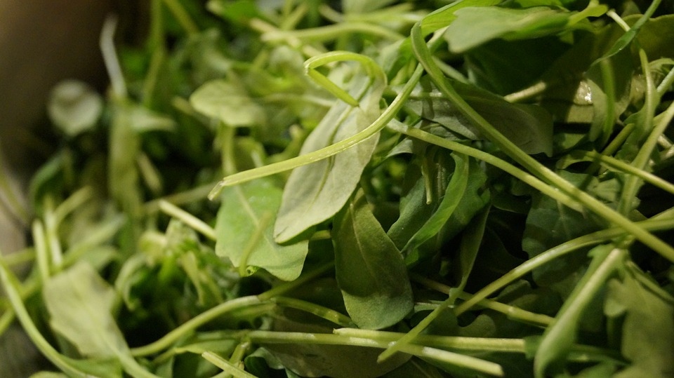 rucola