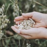 Agricoltura biodinamica: cos'è, vantaggi, pro e contro e tutto quello che c'è da sapere
