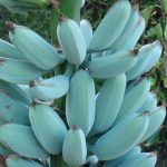 Banana Blue Java: cos'è, coltivazione in Italia, dove comprarla, prezzo e idee
