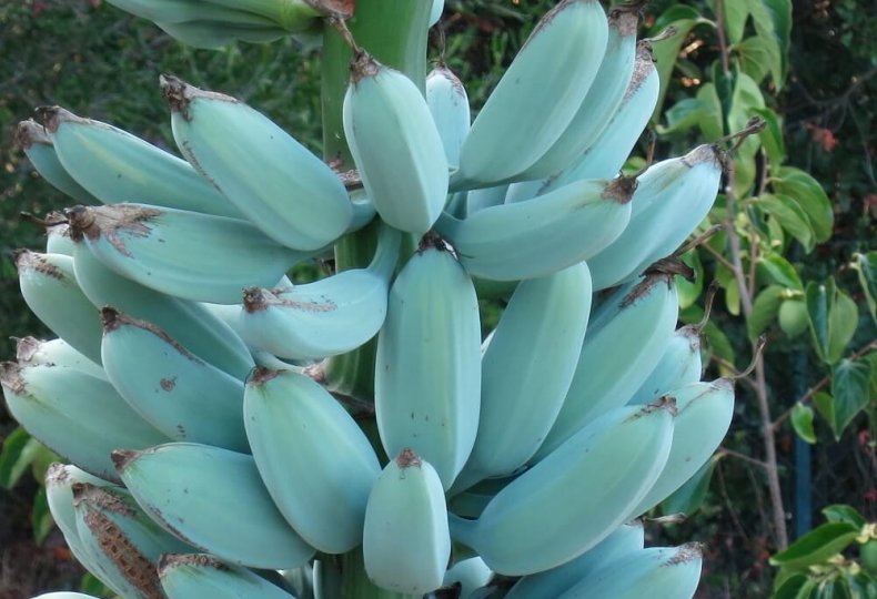 Banana Blue Java