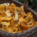 Funghi in gravidanza: crudi, cotti, sott'olio, surgelati o in scatola? Si possono mangiare?