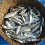 Pesci del Mediterraneo: elenco dei più comuni e perché conoscerli