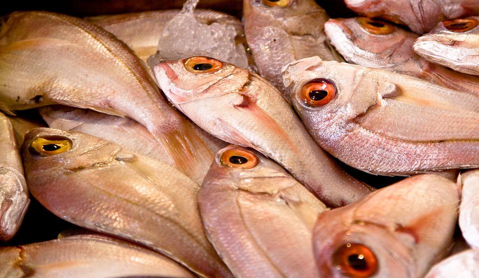 pesci del Mediterraneo elenco