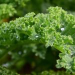 Kale o cavolo riccio: proprietà, che sapore ha il kale, come si pulisce e come mangiarlo