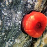 Il pomodoro di mare è velenoso o commestibile? Effetti puntura e ricette
