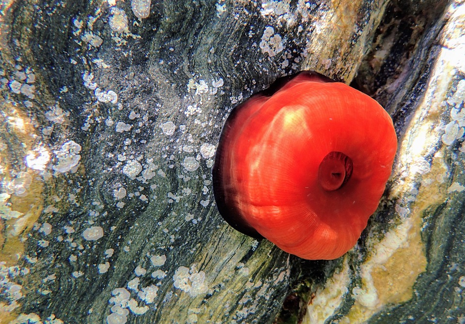 pomodoro di mare