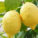 Il limone abbassa la glicemia? Trucchi e cosa sapere