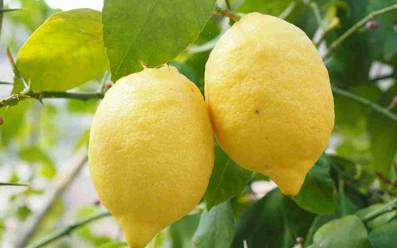 Il limone abbassa la glicemia