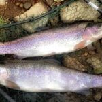 Pesci d'acqua dolce: quali sono i più comuni e come cucinarli