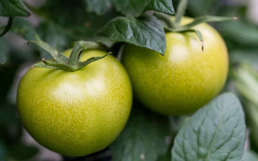 pomodori verdi