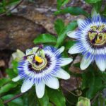 Passiflora per l'ansia e lo stress: la verità sul rimedio naturale